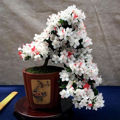 white flower bonsai tree